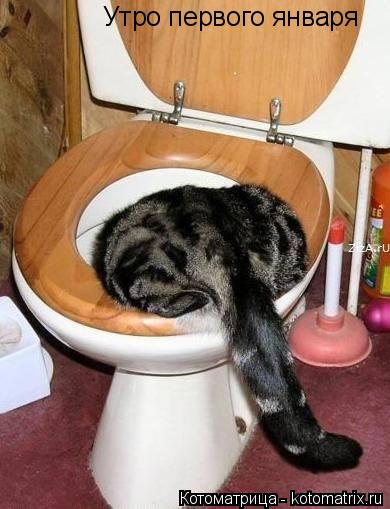 Котоматрица: Утро первого января