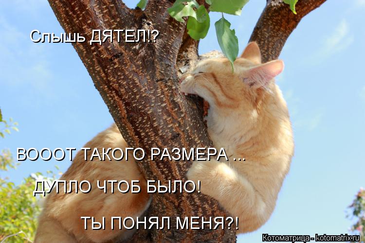 Слышь ДЯТЕЛ!? ВОООТ ТАКОГО РАЗМЕРА ... ДУПЛО ЧТОБ БЫЛО! ТЫ ПОНЯЛ МЕНЯ?!... Котоматрица: Слышь ДЯТЕЛ!? ВОООТ ТАКОГО РАЗМЕРА ... ДУПЛО ЧТОБ БЫЛО! ТЫ ПОНЯЛ МЕНЯ?!