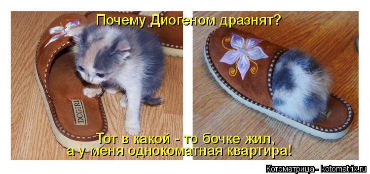 Котоматрица: Почему Диогеном дразнят? Тот в какой - то бочке жил,  а у меня однокоматная квартира!