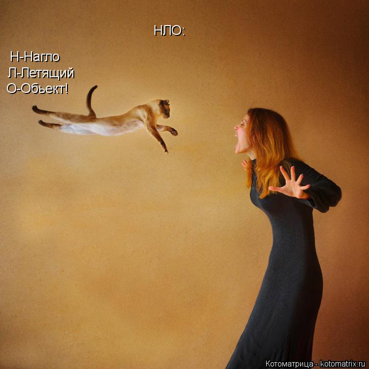 НЛО: Н-Нагло Л-Летящий О-Обьект!... Котоматрица: НЛО: Н-Нагло Л-Летящий О-Обьект!