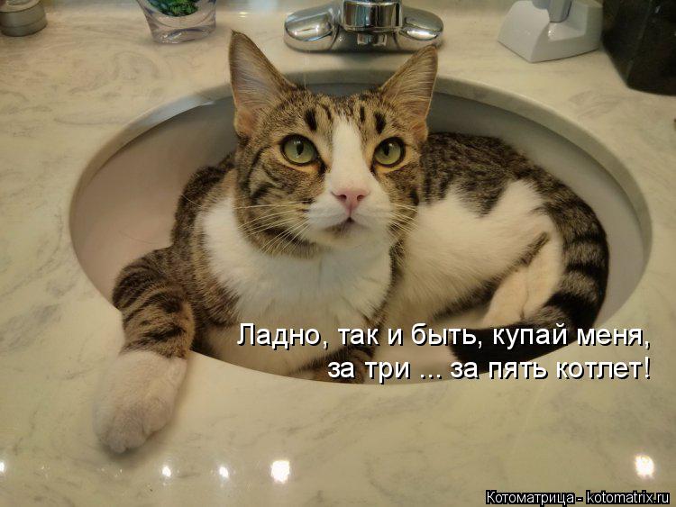 Котоматрица: Ладно, так и быть, купай меня, за три ... за пять котлет!