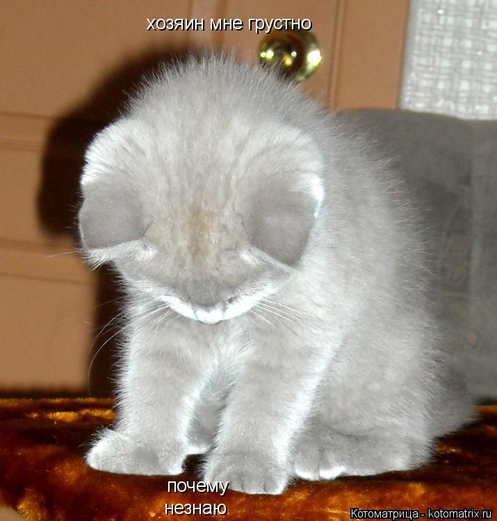 Котоматрица: хозяин мне грустно почему незнаю