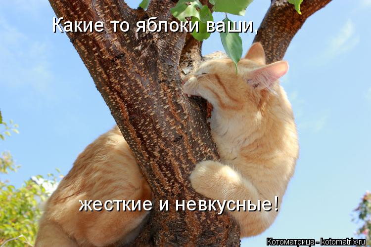 Какие то яблоки ваши, жесткие и невкусные!... Котоматрица: Какие то яблоки ваши, жесткие и невкусные!