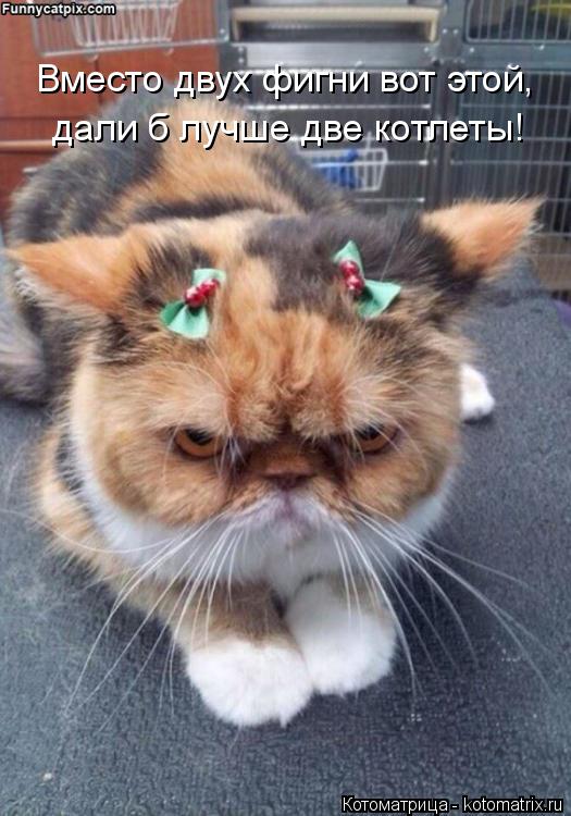 Котоматрица: дали б лучше две котлеты! Вместо двух фигни вот этой,