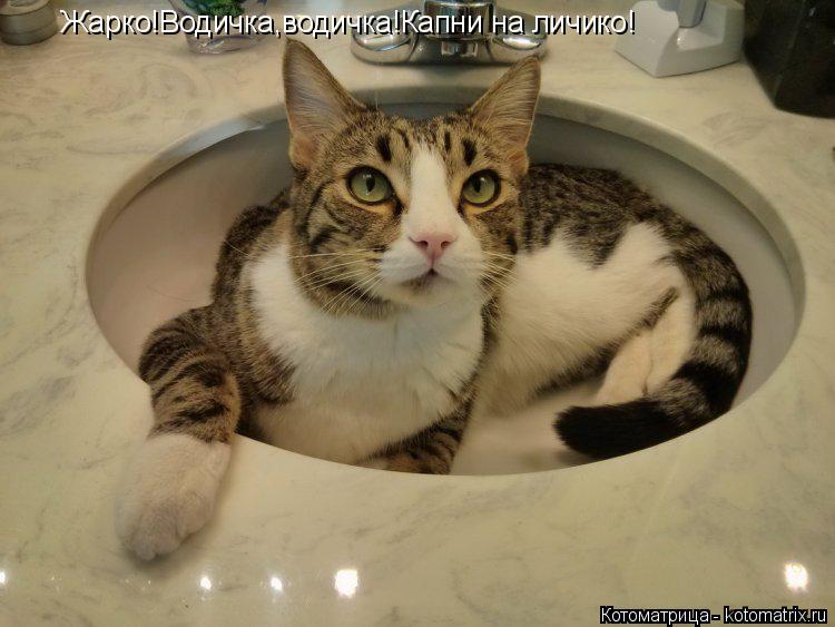 Жарко!Водичка,водичка!Капни на личико!... Котоматрица: Жарко!Водичка,водичка!Капни на личико!