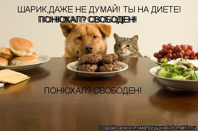 ШАРИК,ДАЖЕ НЕ ДУМАЙ! ТЫ НА ДИЕТЕ! ПОНЮХАЛ? СВОБОДЕН! ПОНЮХАЛ? СВОБОДЕН! ПОНЮХАЛ? СВОБОДЕН! ПОНЮХАЛ? С... Котоматрица: ШАРИК,ДАЖЕ НЕ ДУМАЙ! ТЫ НА ДИЕТЕ! ПОНЮХАЛ? СВОБОДЕН! ПОНЮХАЛ? СВОБОДЕН! ПОНЮХАЛ? СВОБОДЕН! ПОНЮХАЛ? СВОБОДЕН!