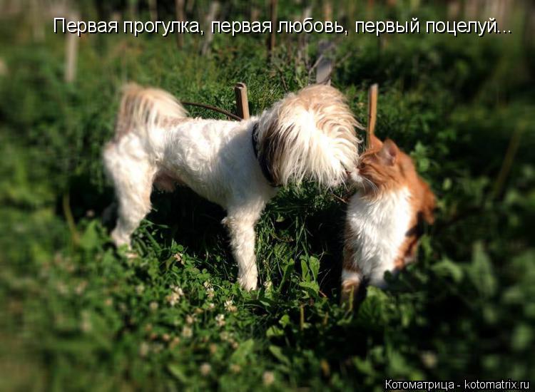 Котоматрица: Первая прогулка, первая любовь, первый поцелуй...