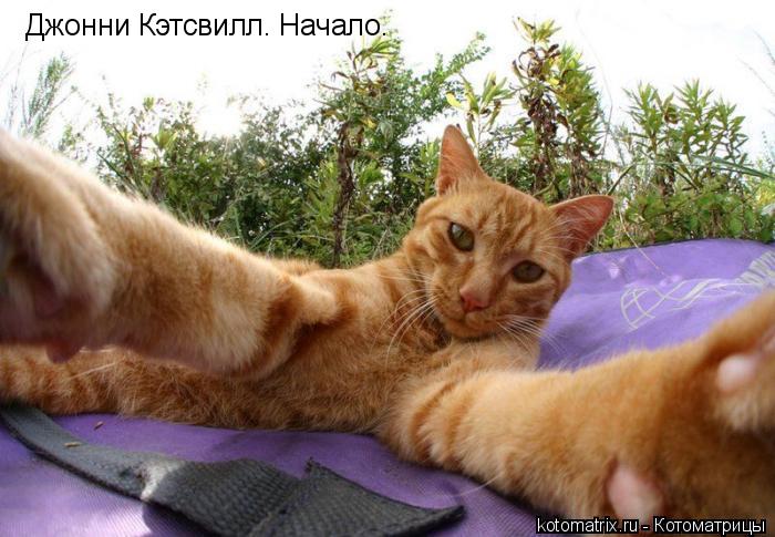 Котоматрица: Джонни Кэтсвилл. Начало.