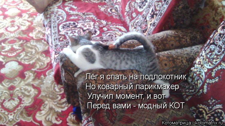 Котоматрица: Лёг я спать на подлокотник Но коварный парикмахер Улучил момент, и вот Перед вами - модный КОТ