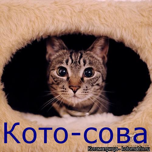 Котоматрица: Кото-сова