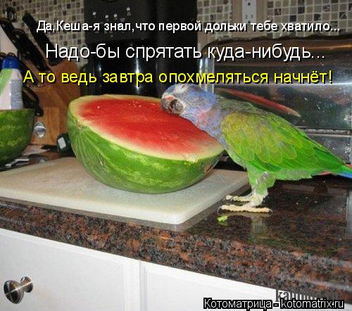 Да,Кеша-я знал,что первой дольки тебе хватило... Надо-бы спрятать куда-нибудь... А то ведь завтра опо... Котоматрица: Да,Кеша-я знал,что первой дольки тебе хватило... Надо-бы спрятать куда-нибудь... А то ведь завтра опохмеляться начнёт!
