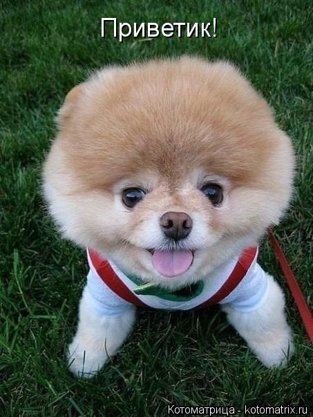 Котоматрица: Приветик!