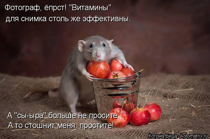 Котоматрица: Фотограф, ёпрст! "Витамины" для снимка столь же эффективны. А "сы-ыра" больше не просите. А то стошнит меня, простите!