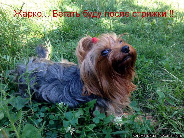 Котоматрица: Жарко... Бегать буду после стрижки!!!