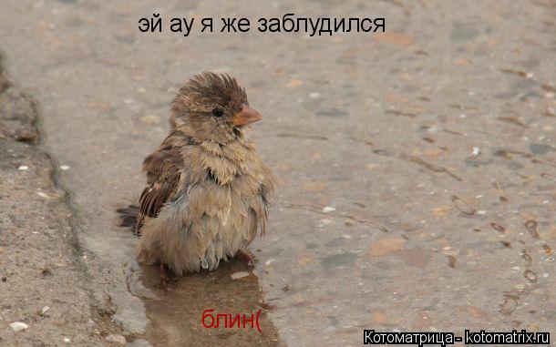 Котоматрица: эй ау я же заблудился блин(