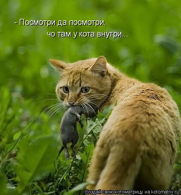 - Посмотри да посмотри, чо там у кота внутри...... Котоматрица: - Посмотри да посмотри, чо там у кота внутри...