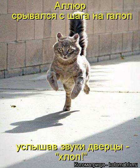 Котоматрица: Аллюр  услышав звуки дверцы -  "хлоп!" срывался с шага на галоп