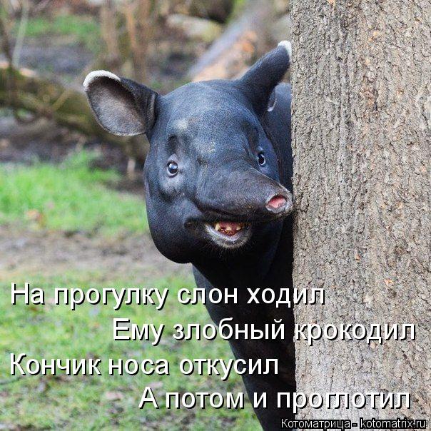 На прогулку слон ходил Ему злобный крокодил Кончик носа откусил А потом и проглотил... Котоматрица: На прогулку слон ходил Ему злобный крокодил Кончик носа откусил А потом и проглотил