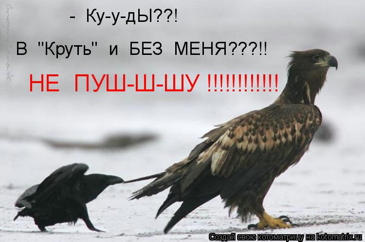 Котоматрица: -  Ку-у-дЫ??! В  "Круть"  и  БЕЗ  МЕНЯ???!! НЕ  ПУШ-Ш-ШУ !!!!!!!!!!!!