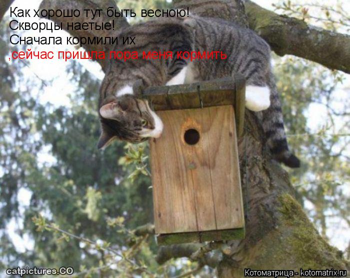 Котоматрица: Как хорошо тут быть весною! Скворцы наетые! Сначала кормили их  ,сейчас пришла пора меня кормить