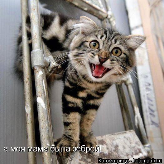 Котоматрица: а моя мама была зеброй! а моя мама была зеброй!