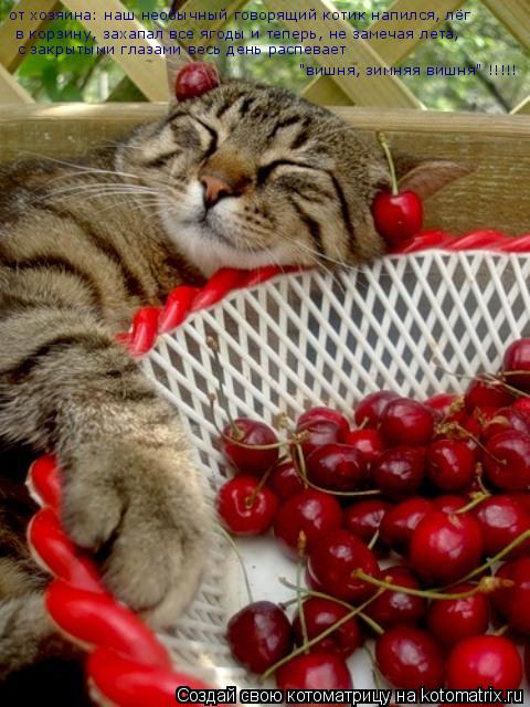 Котоматрица: от хозяина: наш необычный говорящий котик напился, лёг в корзину, захапал все ягоды и теперь, не замечая лета, с закрытыми глазами весь день 