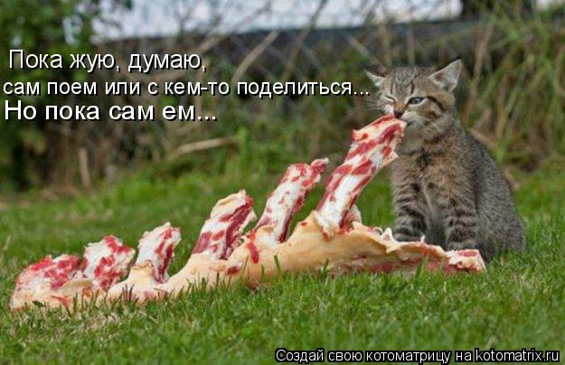 Котоматрица: Пока жую, думаю,  сам поем или с кем-то поделиться...  Но пока сам ем...