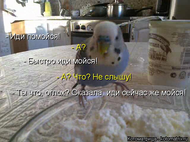 Котоматрица: - Иди помойся!  - А?  - Быстро иди мойся!  - А? Что? Не слышу!  - Ты что, оглох? Сказала, иди сейчас же мойся!