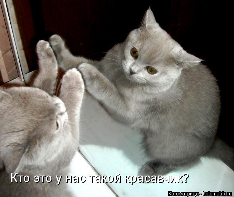 Кто это у нас такой красавчик?... Котоматрица: Кто это у нас такой красавчик?