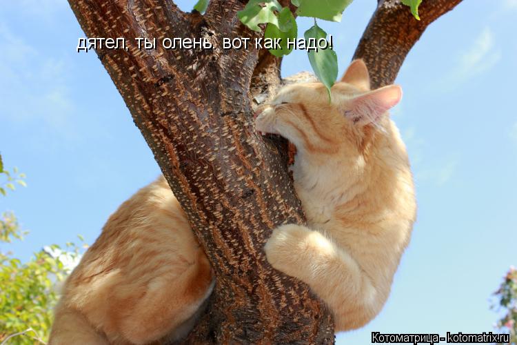 Котоматрица: дятел, ты олень. вот как надо!