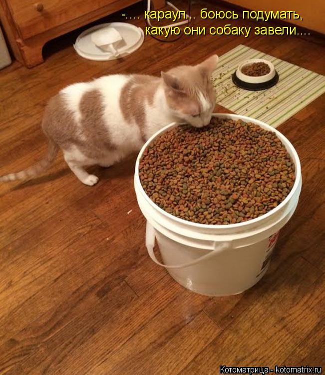 Котоматрица: -.... караул... боюсь подумать,  какую они собаку завели....