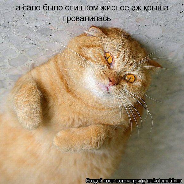 Котоматрица: а сало было слишком жирное,аж крыша провалилась