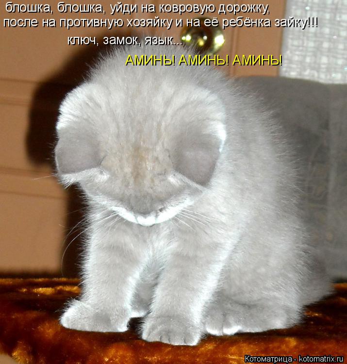 Котоматрица: блошка, блошка, уйди на ковровую дорожку, после на противную хозяйку и на её ребёнка зайку!!! ключ, замок, язык... АМИНЬ! АМИНЬ! АМИНЬ!