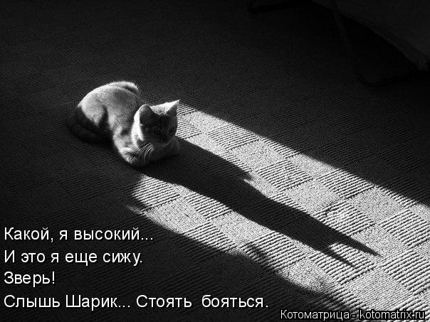 И это я еще сижу. Зверь! Какой, я высокий... Слышь Шарик... Стоять бояться.... Котоматрица: И это я еще сижу. Зверь! Какой, я высокий... Слышь Шарик... Стоять бояться.