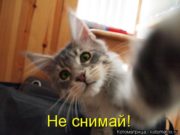Не снимай!... Котоматрица: Не снимай!