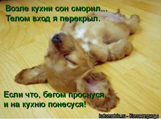 Котоматрица: Возле кухни сон сморил... Телом вход я перекрыл. Если что, бегом проснуся,  и на кухню понесуся!