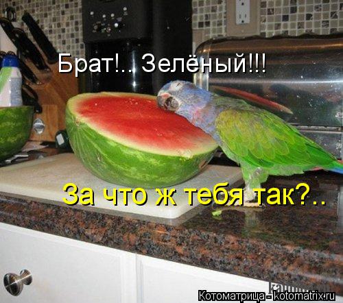 Котоматрица: Брат!.. Зелёный!!! За что ж тебя так?..
