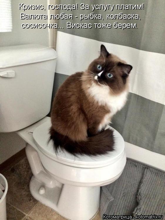 Котоматрица: Кризис, господа! За услугу платим! Валюта любая - рыбка, колбаска, сосисочка... Вискас тоже берем.