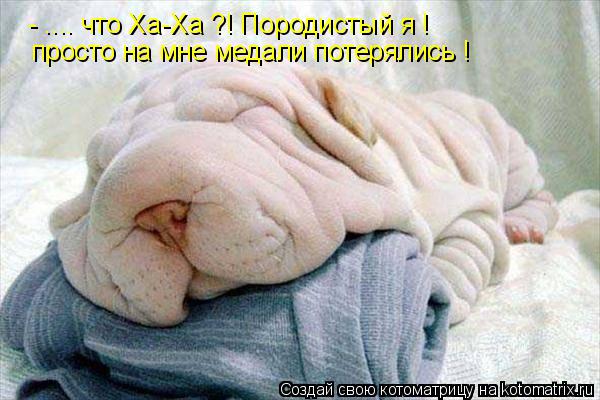 Котоматрица: - .... что Ха-Ха ?! Породистый я ! просто на мне медали потерялись !