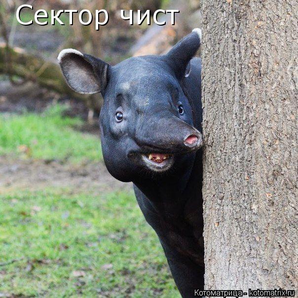 Котоматрица: Сектор чист