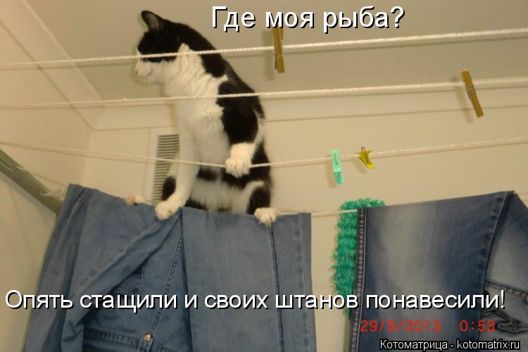 Котоматрица: Где моя рыба? Опять стащили и своих штанов понавесили!