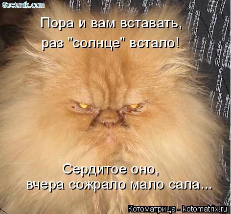 Котоматрица: Пора и вам вставать,  раз "солнце" встало! Сердитое оно, вчера сожрало мало сала...