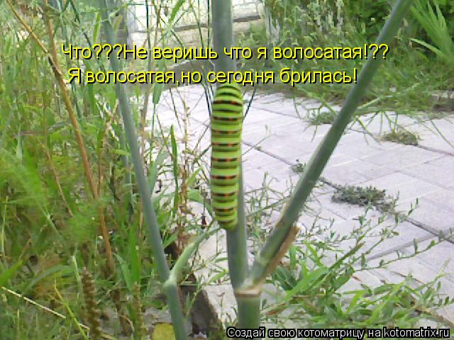 Котоматрица: Что???Не веришь что я волосатая!?? Я волосатая,но сегодня брилась!