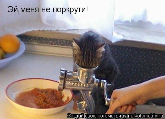 Котоматрица: Эй,меня не поркрути!