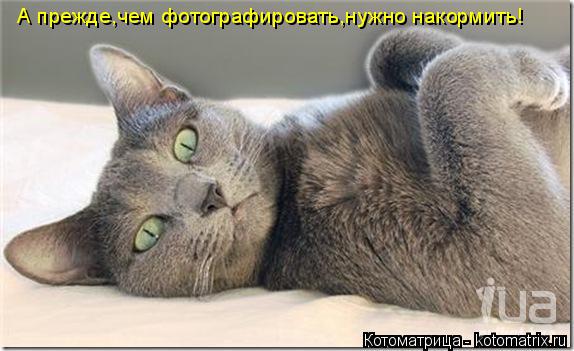 А прежде,чем фотографировать,нужно накормить!... Котоматрица: А прежде,чем фотографировать,нужно накормить!