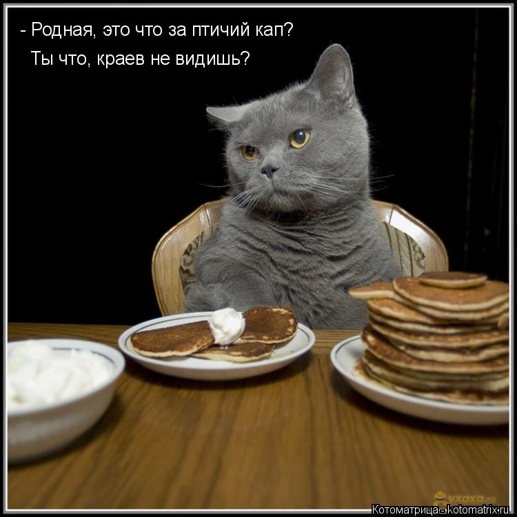 Котоматрица: - Родная, это что за птичий кап? Ты что, краев не видишь?