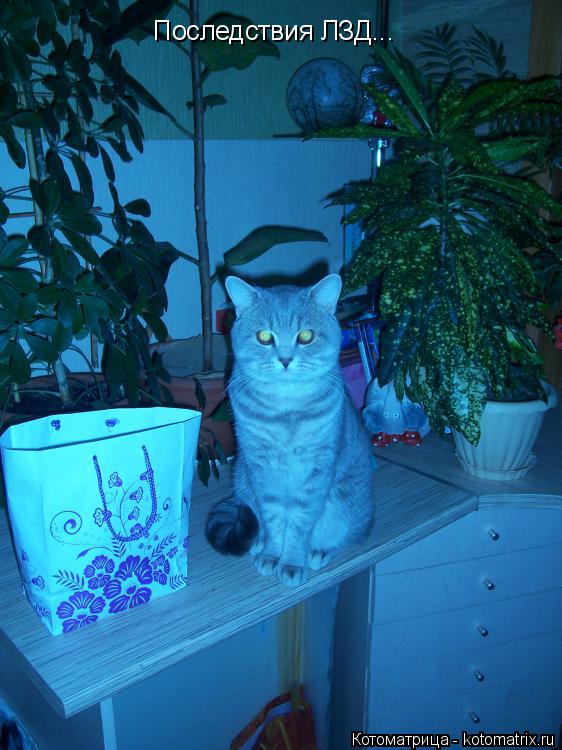 Последствия ЛЗД...... Котоматрица: Последствия ЛЗД...