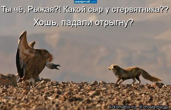 Котоматрица: Ты чё, Рыжая?!   Какой сыр у стервятника?? Хошь, падали отрыгну?