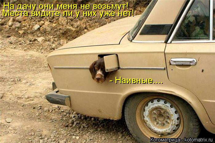 Места видите ли у них уже нет! - Наивные.... На дачу они меня не возьмут!... Котоматрица: Места видите ли у них уже нет! - Наивные.... На дачу они меня не возьмут!