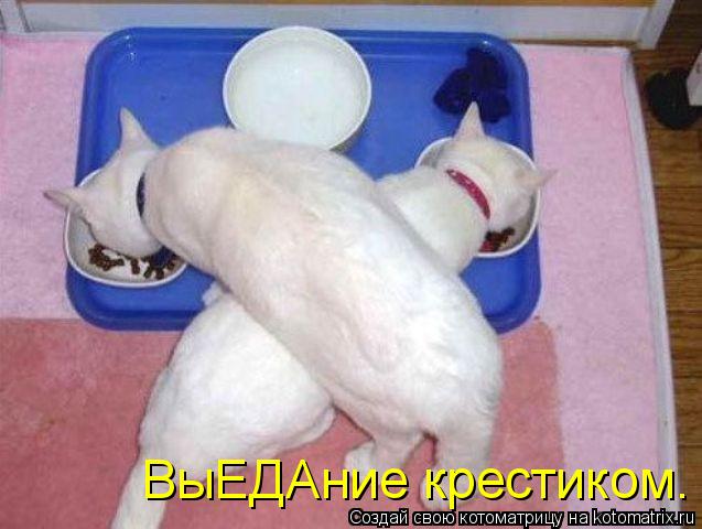 Котоматрица: ВыЕДАние крестиком.